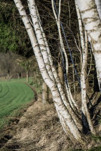 Birken Baumgruppe Natur