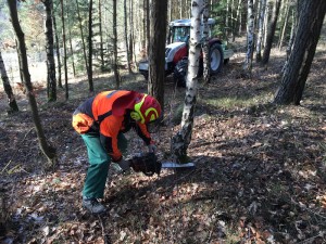 Holzfäller bei der Arbeit