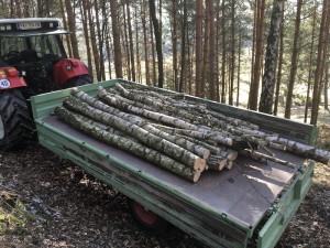 Birkenstämme verladen auf Traktor Anhänger