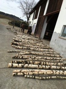 Birkenstamm Trocknung im Freien